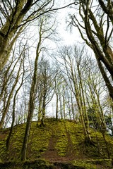 Trees on a mountain hill