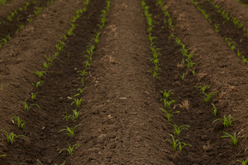 Rows Corn of Crops Growing