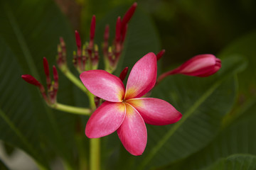 Close-Up Of Frangipani Blooming Outdoors