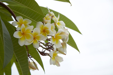 Close-Up Of Frangipani Blooming Outdoors