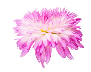 light pink dahlia bloom on white