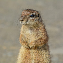 Southern African Ground Squirrel