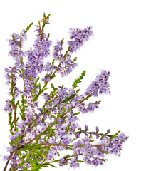 blossoming lilac heather bunch isolated on white