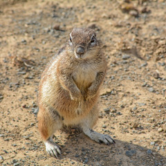 Naklejka na ściany i meble Southern African Ground Squirrel