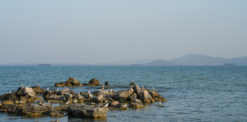 Black Sea landscape, seagulls sitting on the stones in the sea