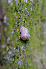 Large grape snail slowly creeps up to the tree