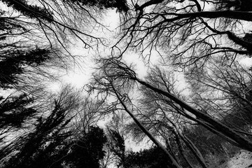 A wide angle view of trees from below, with branches creating textures