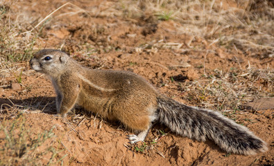African Ground Squirrel