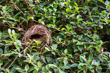 Empty Bird's nest on banyan tree
