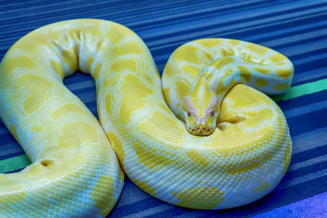 Fototapeta premium Albino burmese python is curled up. Its pet tame.