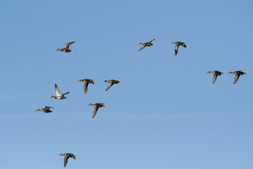 Stockenten im Flug