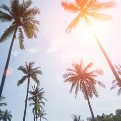 palm trees on a beautiful clouds