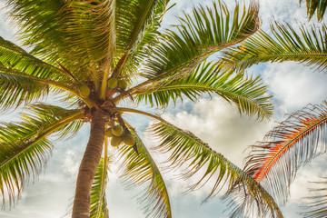 Fototapeta premium palm trees on a beautiful clouds