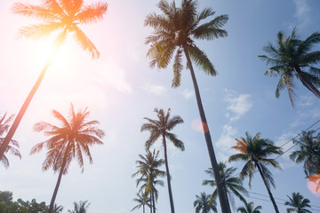 Fototapeta na wymiar palm trees on a beautiful clouds