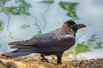 The crow is beside the pond in the park.
