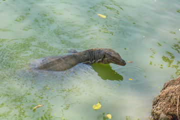 Varanus Salvator is swimming in swamp in the park.