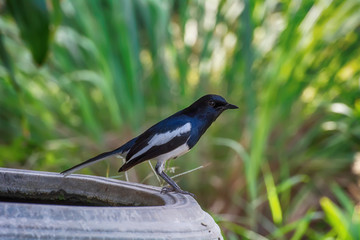 Crow is beside the pond