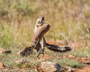 African Ground Squirrels Playing © Cathy Withers-Clarke