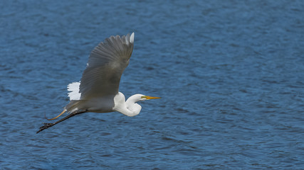 Great egret, Ardea alba, beautiful white bird flying under the sea, portrait 
