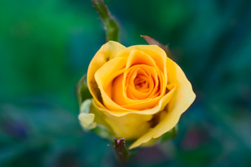 Yellow Rose