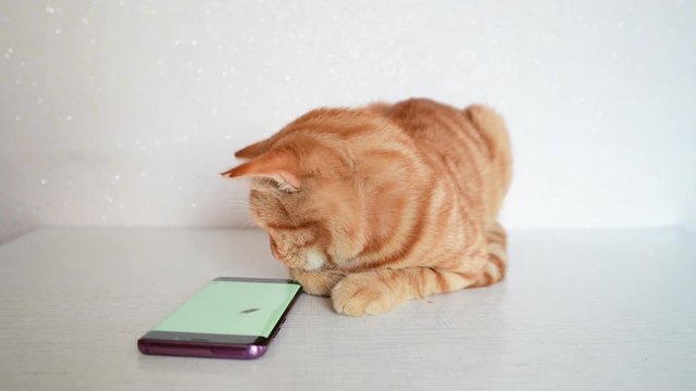Cat plays on smartphone with computer game mouse
