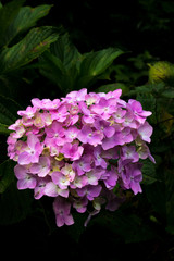 暗がりの紫陽花