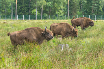 European bisons (iBison bonasus) n its natural habitat.