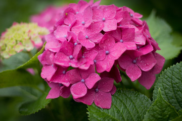 雨上がりの紫陽花