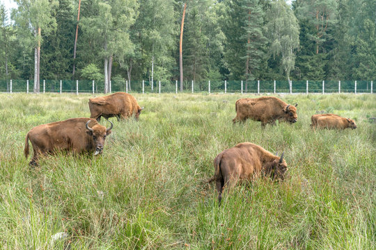 European bisons (iBison bonasus) n its natural habitat.