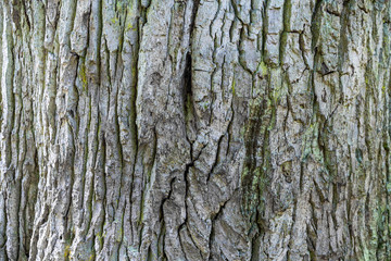 Old tree bark with green meadow as a natural background