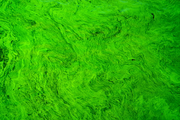 Abstract natural patterns of flowing water masses on Ukrainian river Dnepr covered by cyanobacterias as a result of phytoplankton evolution in hot seasons