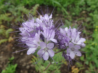 zauberhafte violette Blumen, Blüten