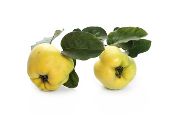 Quinces with twig and leaves isolated on white background