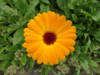 wundervolle orange Blume, Blüte