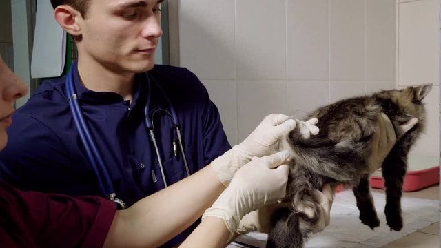 The vet is checking up temperature of a little cat in a veterinary clinic. 4K