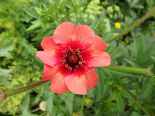 wundervolle rote Blume, Blüte