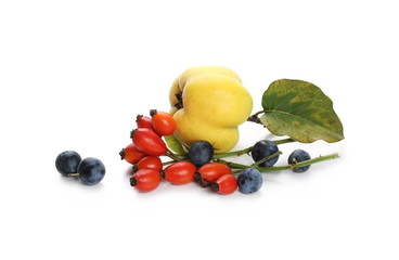 Quince, blackthorn berries and rose hips isolated on white background