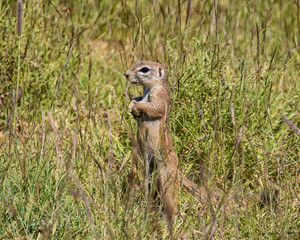 Ground Squirrel