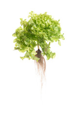 Green oak  lettuce on white background