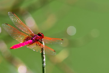 Insect red dragonfly in nature pond