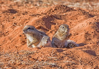 Ground Squirrels