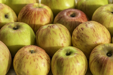 Magnificent background with mature village apples.