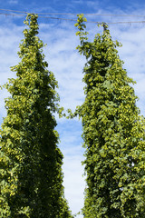 Hopfenanbau, Hopfenfeld, Dolden (Humulus lupulus)