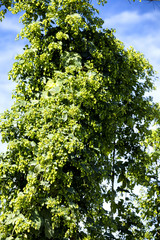 Hopfenanbau, Hopfenfeld, Dolden (Humulus lupulus)
