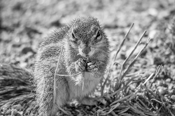 African Ground Squirrel © Cathy Withers-Clarke