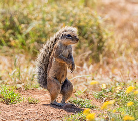 African Ground Squirrel © Cathy Withers-Clarke