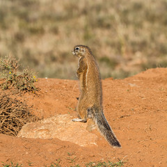 African Ground Squirrel © Cathy Withers-Clarke