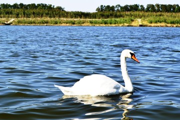 swan, bird, water, lake, white, nature, animal, wildlife, swans, beautiful, swimming, animals, feather, beauty, pond, blue, birds, graceful, elegance, swim, reflection, wild, river, outdoors, grace