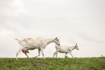Fototapeta na wymiar white goat with full udder and young one on green grassy dike in holland