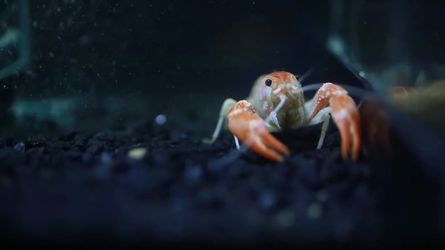 Close up of crayfish in fish tank.